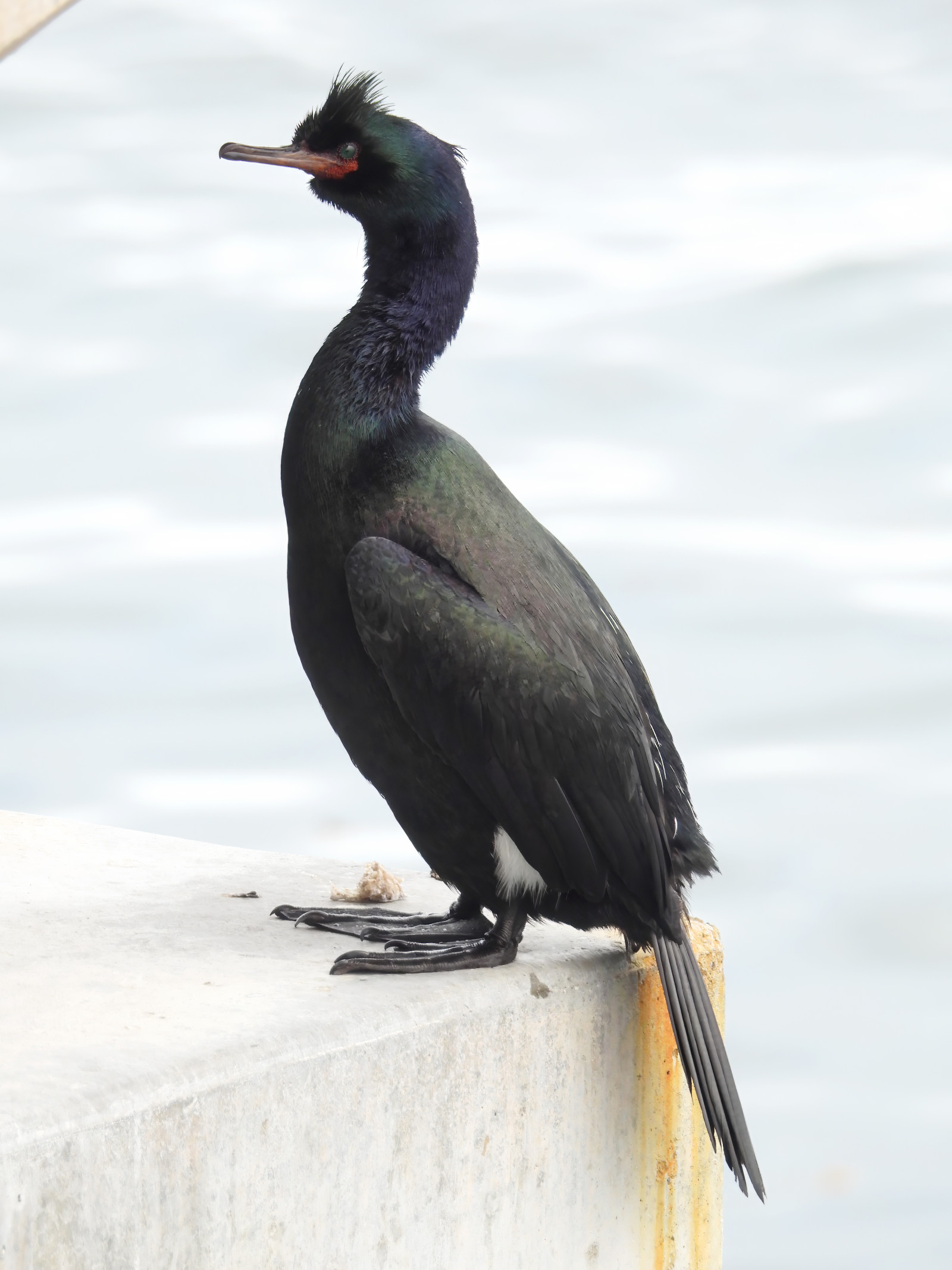 image Pelagic Cormorant